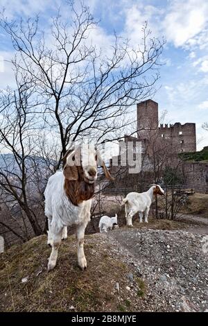 Capre al pascolo del Castello di Appiano. Appiano, provincia di Bolzano, Trentino Alto Adige, Italia, Europa. Foto Stock