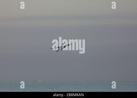 Un pellicano si alza appena sopra l'acqua nel Golfo del Messico, le immersioni per catturare un pesce. Foto Stock