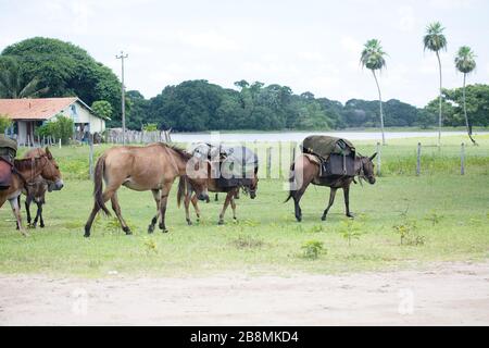 transporte tralha da comitiva de gado, peão de boiadeiro, oggetti di trasporto di cortea di bovini, Corumbá, Mato Grosso do sul, Brasile Foto Stock