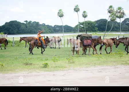 Trasporto oggetti del corteo di bovini, Corumbá, Mato Grosso do sul, Brasile Foto Stock