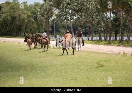 Cortee di trasporto di bovini, Corumbá, Mato Grosso do sul, Brasile Foto Stock