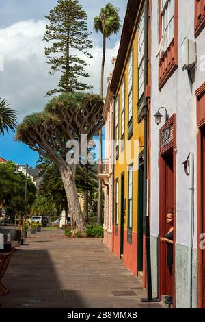 Cameriera nel ristorante la Perica in via San Agustin a San Cristobal de la Laguna, l'ex capitale dell'isola di Tenerife, Isole Canarie, Spagna Foto Stock