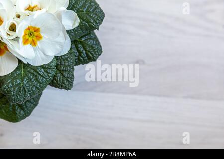 Acaulis bianco Primula o primula con cuore arancione su fondo in legno chiaro con spazio per copia Foto Stock