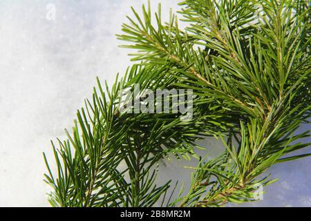 Il ramo di abete verde si trova nella neve. Foto Stock