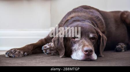 Marrone/rosso/chocolate labrador retriever cane stabilite in camera guardando verso il basso Foto Stock