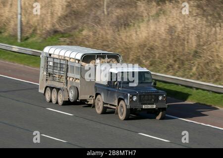 2014 Farmer Land Rover Defender rimorchio con bestiame sul mtorway M6 vicino Preston in Lancashire, Regno Unito Foto Stock