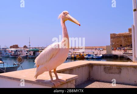 Una rosa pelican è un visitatore regolare al porto di Paphos in Cipro Foto Stock