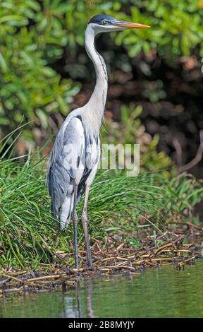 Cocoi Heron sulla riva del Pantanal nel Parco Nazionale di Pantanal in Brasile Foto Stock