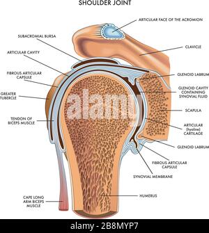 Giunto a spalla illustrato e annotato con componenti su bianco. Illustrazione Vettoriale