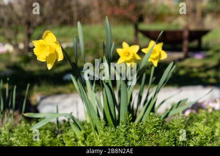 Narcisi al sole con griglia ruggine su sfondo sfocato. Scena rurale con tocco moderno. Focus sul primo piano, primo piano. Foto Stock