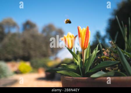 Tulipano rosso e giallo in una pentola in un giardino residenziale in una luminosa giornata primaverile con cielo blu. Un'ape bomba sta volando vicino con il sacco di polline sulla relativa le Foto Stock