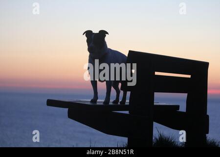 Aberystwyth, Galles, Regno Unito. 22 marzo 2020. UK Weather Sunset in Aberystwyth una silhouette di un cane Jack Russell Credit: mike davies/Alamy Live News Foto Stock