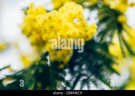 La mimosa gialla fiorisce durante lo Springtime in English Garden, Regno Unito Foto Stock