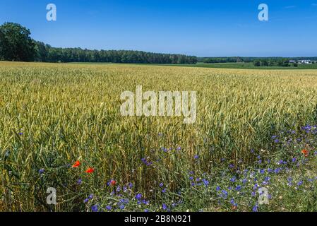 Campo di grano tra i villaggi di Ciecmierz e Modlimowo all'interno della Contea di Gryfice, Voivodato della Pomerania occidentale della Polonia Foto Stock