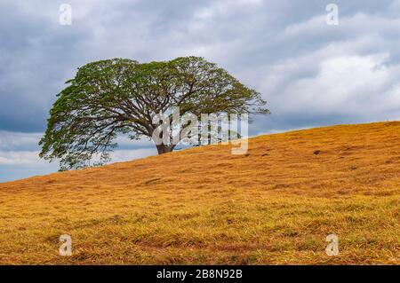 L'albero di Guanacaste (Enterolobium cyclocarpum) è un albero nazionale della Costa Rica, nella provincia di Guanacaste. Foto Stock