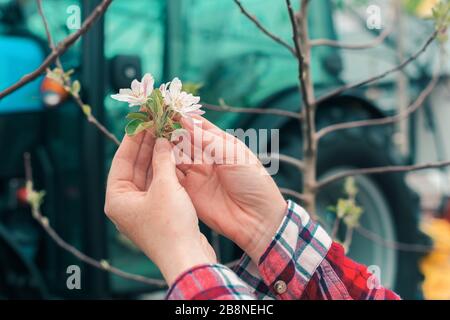 Agricoltore esaminando albero da frutta blossom nel frutteto, la stretta di mano femminile tocchi delicati fiori Foto Stock