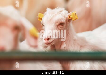 Carino baby capretto in penna sull allevamento di bestiame, adorabile animale domestico ritratto Foto Stock