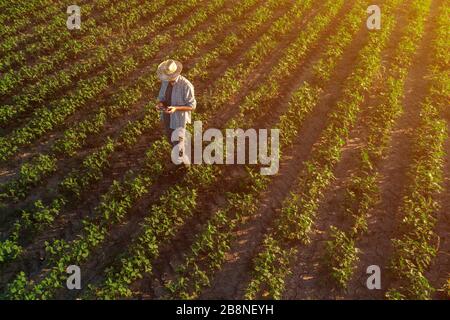 Coltivatore di fagioli di soia con drone controller remoto nel campo. Utilizzando le moderne tecnologie innovative in agricoltura e allevamento smart. Foto Stock