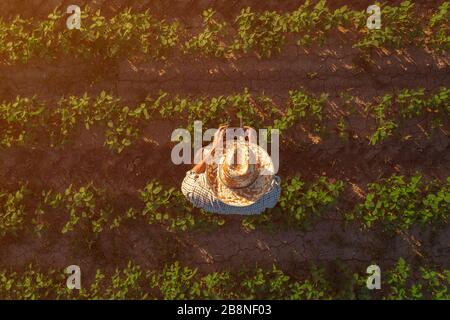 Coltivatore di fagioli di soia con drone controller remoto nel campo. Utilizzando le moderne tecnologie innovative in agricoltura e allevamento smart. Foto Stock