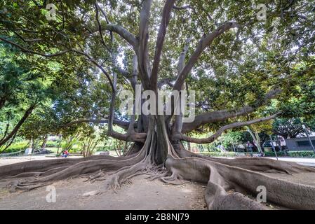 Il vecchio albero di Ficus macrophylla a Giardino Bellini chiamato anche Villa Bellini, il parco più antico di Catania, seconda città più grande dell'isola siciliana d'Italia Foto Stock