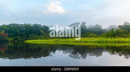Panorama della foresta pluviale amazzonica in nebbia. Il bacino idrografico amazzonico comprende i paesi del Brasile, Bolivia, Colombia, Ecuador, Guyana, Venezuela, Perù, Suriname. Foto Stock