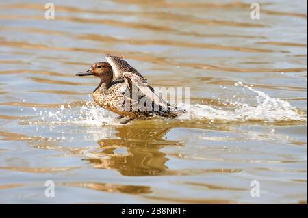 Il germano reale (Anas platyrhynchos) lo sbarco sul lago, George C. Reifel uccello migratore Riserva, Vancouver , British Columbia, Canada Foto Stock