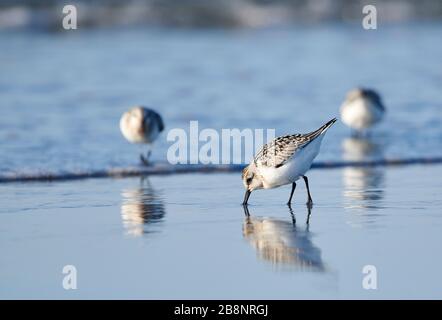 Semipalmated Sandpiper (Calidris pusilla) foraggio sulla spiaggia, Cherry Hill Beach, Nova Scotia, Canada Foto Stock