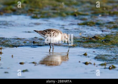 Semipalmated Sandpiper (Calidris pusilla) foraggio sulla spiaggia, Cherry Hill Beach, Nova Scotia, Canada Foto Stock