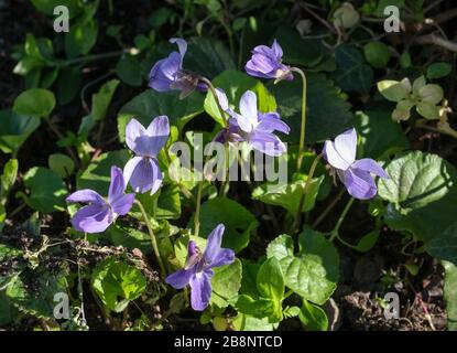 Berlino, Germania. 22 marzo 2020. Un violetto fiorisce in un letto da fiore. Credito: Jens Kalaene/dpa-Zentralbild/ZB/dpa/Alamy Live News Foto Stock