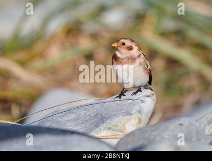 Snowbunting (Plettrophenax nivalis) in inverno piume sulla spiaggia, Cherry Hill Beach, , Nuova Scozia, Canada, Foto Stock