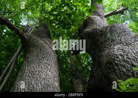 Łopienka - un ex villaggio dei monti Bieszczady - i suoi abitanti furono sfollati nel 1947 dalle autorità comuniste polacche Foto Stock