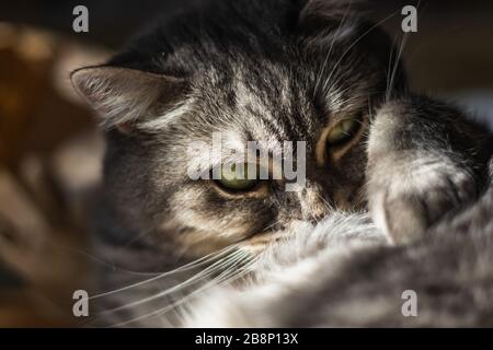 Bellissimo gatto furry con occhi gialli e un lungo baffi si trova sui raggi del sole Foto Stock