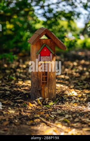 Porte fairy e finestre su tronco d'albero nella foresta per i piccoli, Irlanda Foto Stock