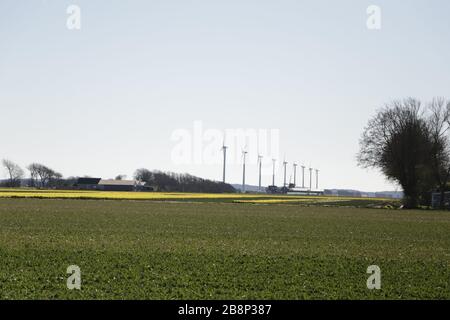 campo di tulipani in primavera nei mulini a vento olandesi sullo sfondo Foto Stock