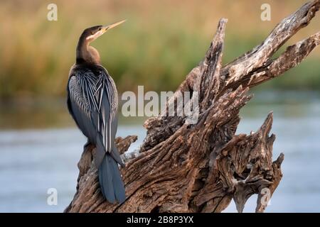 Darter Foto Stock