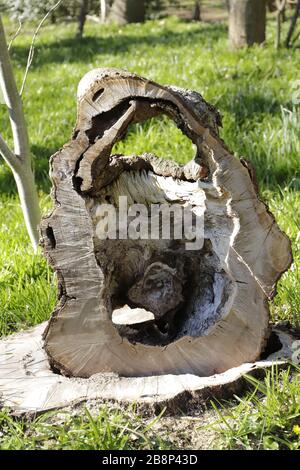 tronco di albero, sembra un pezzo d'arte Foto Stock