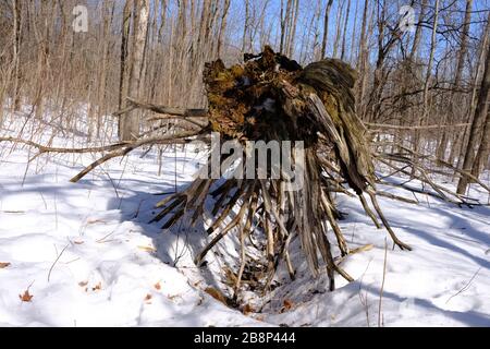 Fantastiche radici e rami di un albero caduto, decomponendo nella neve in un wintry Gatineau Park, Quebec, Canada. Foto Stock