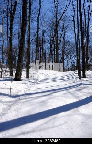 Il cielo blu brillante e il sole fanno dei tronchi di alberi invernali senza foglie che gettano lunghe ombre nella neve a Gatineau Park, Quebec, Canada. Foto Stock