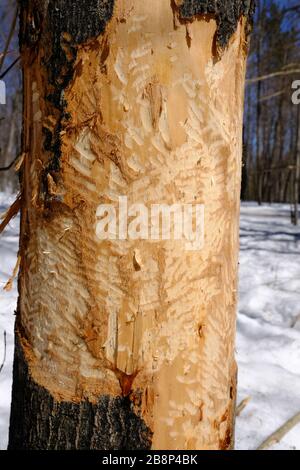 Alberi abbattuti da castori (Castor canadensis) che mostrano segni di morso e detriti. Gatineau Park, Quebec, Canada. Foto Stock