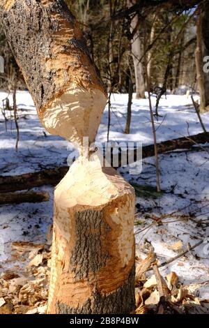 Alberi abbattuti da castori (Castor canadensis) che mostrano segni di morso e detriti. Gatineau Park, Quebec, Canada. Foto Stock