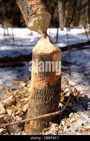 Alberi abbattuti da castori (Castor canadensis) che mostrano segni di morso e detriti. Gatineau Park, Quebec, Canada. Foto Stock