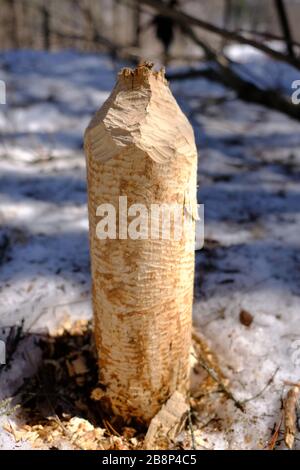 Alberi abbattuti da castori (Castor canadensis) che mostrano segni di morso e detriti. Gatineau Park, Quebec, Canada. Foto Stock