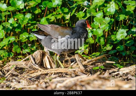 Pollo Sultano comune (Gallinula galeata)rovistando lungo il bordo del lago Chapala, Ajijic, Jalisco, Messico Foto Stock