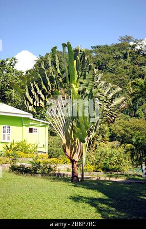 Un insolito albero di palma al Dominica Botanical Gardens. Isola escursioni Dominica albero della famiglia di banane.Ravenala madagascariensis, albero viaggiatore. Foto Stock