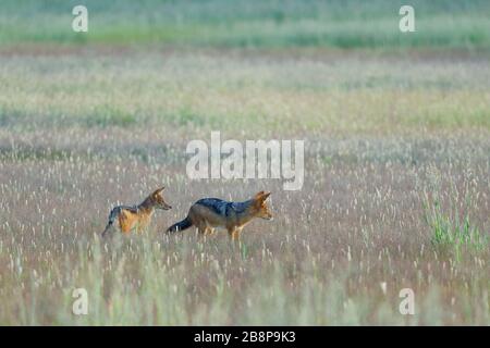 Jackals nero-backed (Canis mesomelas), adulto con giovane, nell'erba alta, la mattina presto, Kgalagadi Transfrontier Park, Capo del Nord, Sudafrica Foto Stock