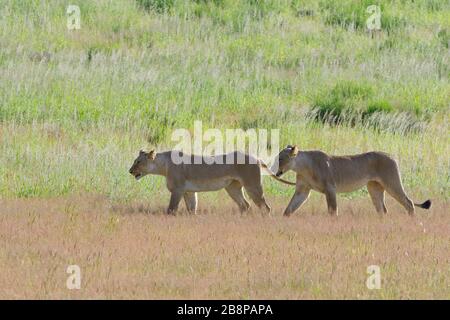 Lionesses (Panthera leo), due donne adulte, camminando nell'erba, Kgalagadi Transfrontier Park, Capo del Nord, Sud Africa, Africa Foto Stock