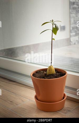 Piccola pianta di avocado che cresce da una fossa di sinistra in un vaso vicino ad una finestra luminosa luminosa. Foto Stock