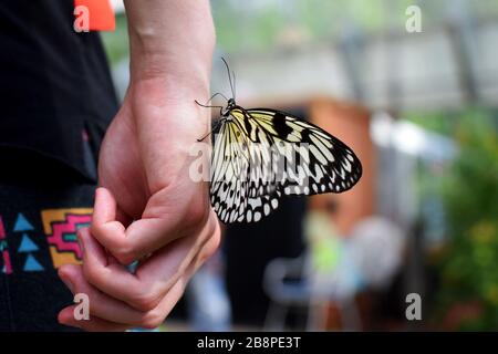 Black and Yellow Swallowtail Butterfly Lands a portata di mano e Licks Sweat in Butterfly Garden durante la primavera Foto Stock