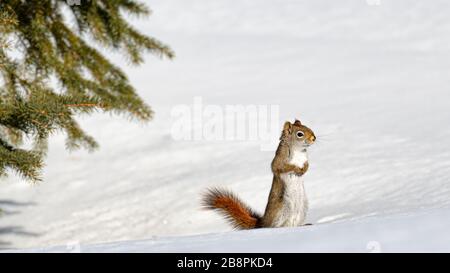 Scoiattolo rosso americano (Tamiasciurus hudsonicus) in piedi e guardando via, inverno, Quebec, Canada. Foto Stock