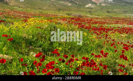 Un campo di fiori rossi Corona Anemone nella valle del Giordano, Israele, Medio Oriente. Foto Stock